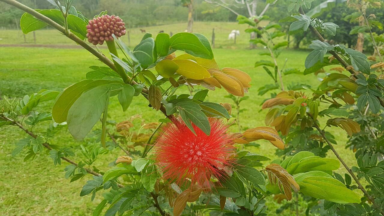 Tio Felix Eco * La Fortuna